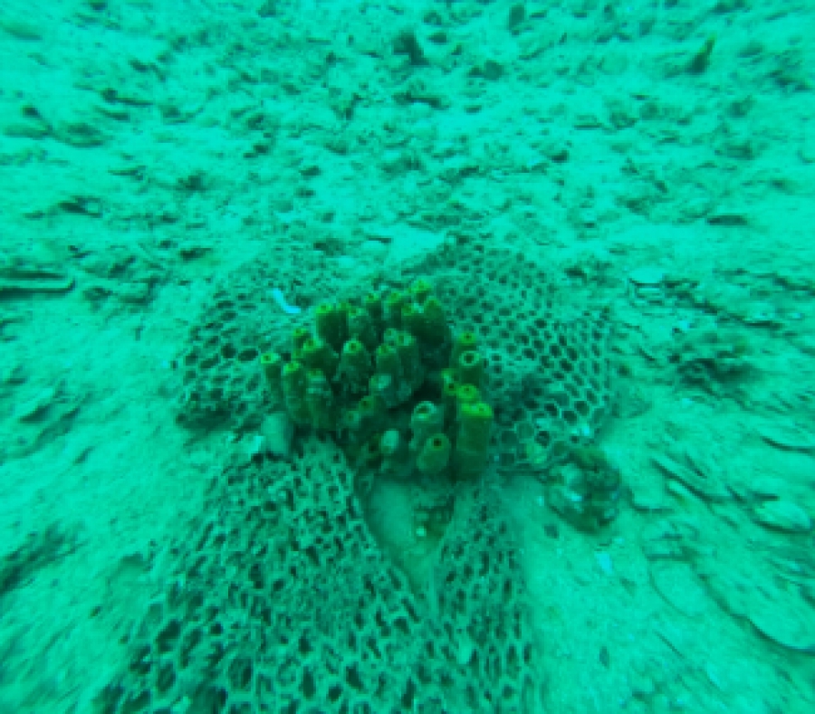 Πώς οι ιχθυοκαλλιέργειες βλάπτουν τον βυθό της θάλασσας; - Αποκαλυπτική μελέτη της Οξφόρδης