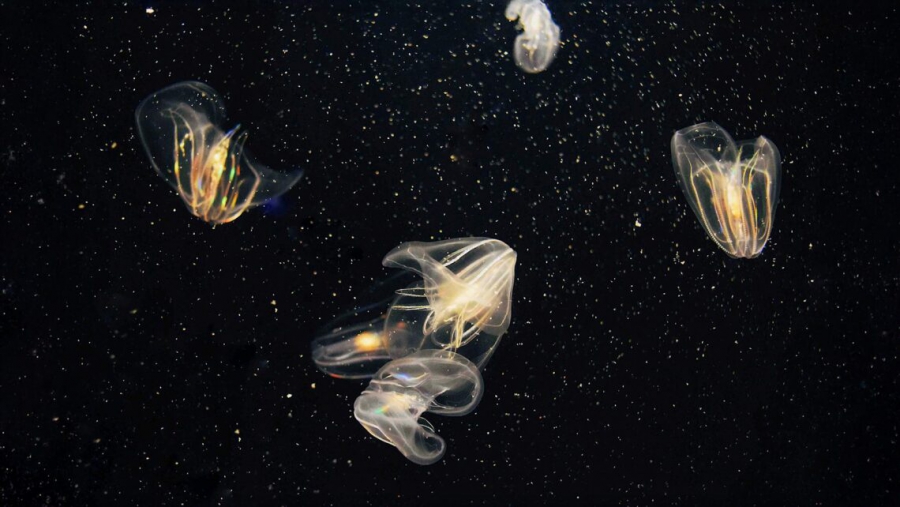 Λέμε αντίο στην ηλιακή και την αιολική ενέργεια -Μια «ζωντανή ενέργεια» αλλάζει τα δεδομένα (ecoportal.net)