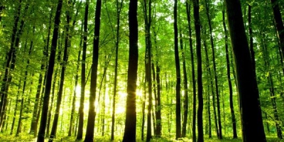 Η ρύπανση από άζωτο αυξάνεται: Τι σημαίνει ένας νέος παγκόσμιος χάρτης για τον άνθρακα των δασών (phys.org)