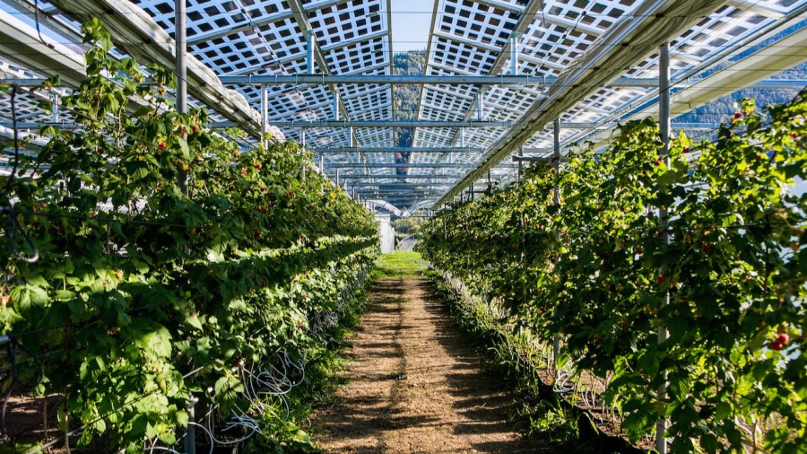 Αγροβολταϊκά για δενδροκομία με δυνατότητα παραγωγής 300 MWh ετησίως