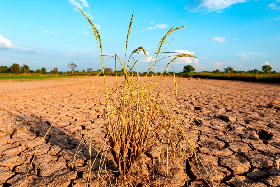 Πρόβλεψη για ισχυρό Ελ Νίνιο: Ανησυχίες για τις παγκόσμιες καλλιέργειες καθώς ο πόλεμος στο Ιράν συνεχίζεται (Reuters)