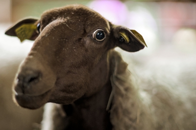 Τα οικόσιτα ζώα αυξάνονται!- Τι γίνεται με την άγρια ζωή; (phys.org)