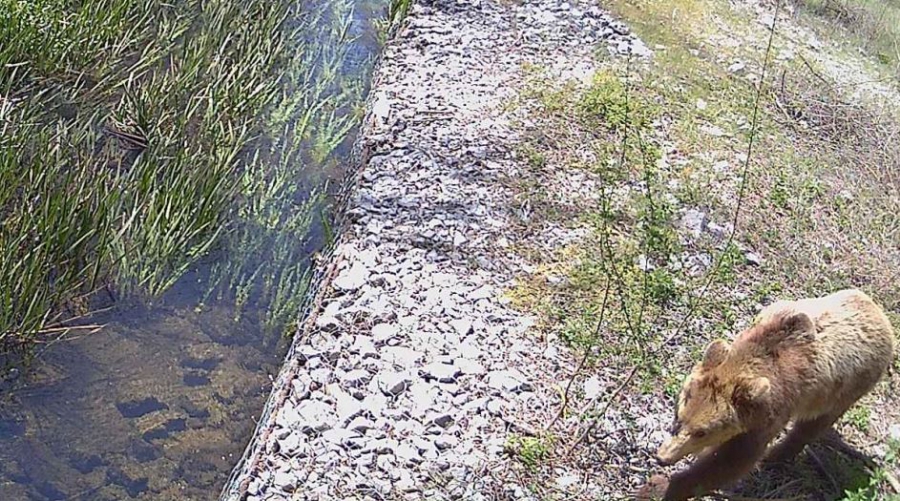 Τεχνολογικό «δίκτυ» προστασίας από την COSMOTE για την προστασία της ελληνικής άγριας πανίδας