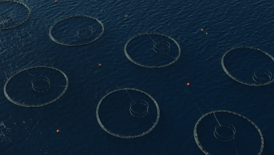 Υποβαθμίζονται σημαντικά τα λιβάδια Ποσειδωνίας σε Ξηρόμερο και Κάλαμο λόγω ιχθυοκαλλιεργειών - SOS από το Δήμαρχο