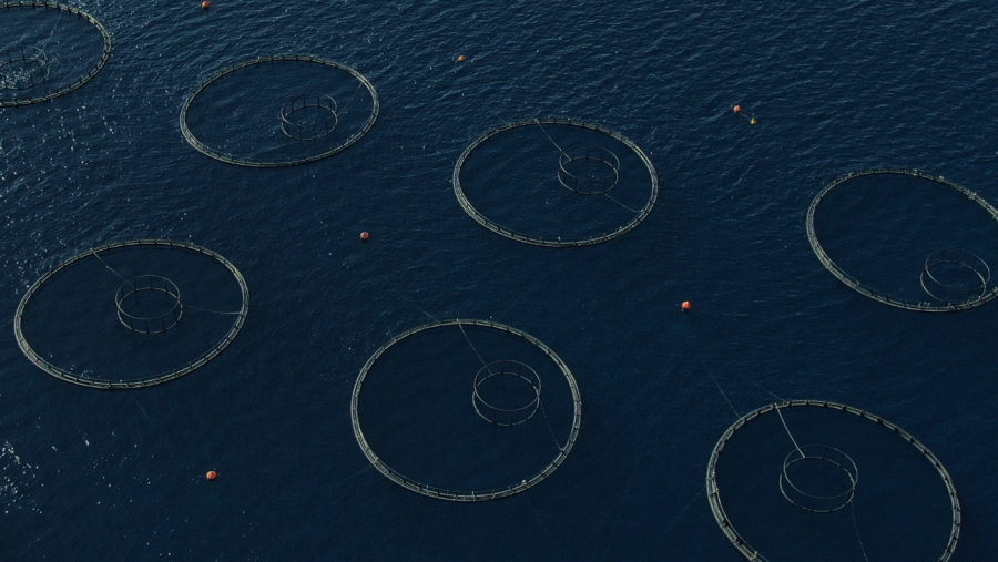 Υποβαθμίζονται σημαντικά τα λιβάδια Ποσειδωνίας σε Ξηρόμερο και Κάλαμο λόγω ιχθυοκαλλιεργειών - SOS από το Δήμαρχο