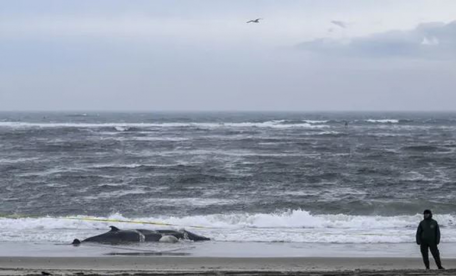 Διαδηλώσεις στο Νιου Τζέρσεϊ για τους θανάτους φαλαινών - Ρίχνουν «βέλη» στα offshore αιολικά