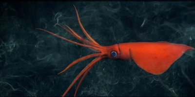 Περισσότερα από 100 νέα είδη ανακάλυψαν επιστήμονες σε υποβρύχια εξερεύνηση στον Ειρηνικό