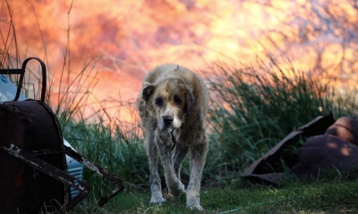 Τα ζώα είναι τα μεγάλα θύματα στις πυρόπληκτες περιοχές