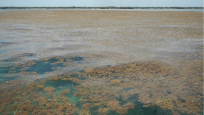 Γιατί ο Ατλαντικός Ωκεανός πνίγεται στα καφέ φύκια με την δυσάρεστη οσμή; (scitechdaily.com)