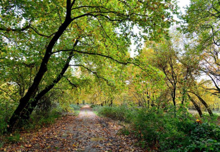 Δάση: 80 εκατ. ευρώ για πρόληψη και αποκατάσταση