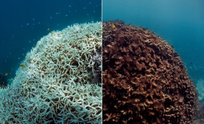 Η UNEP κρούει τον κώδωνα του κινδύνου: Εξαφανίζονται οι κοραλλιογενείς ύφαλοι