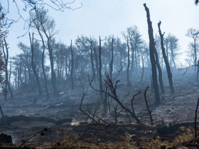 Meteo: Αύξηση 26% των πυρκαγιών και 450% της καμένης έκτασης στην Ελλάδα, φέτος