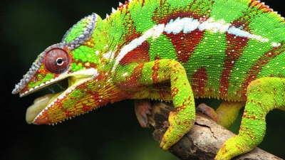 Επιστήμονες λύνουν το αρχαίο μυστήριο για τα μάτια του χαμαιλέοντα (scitechdaily.com)